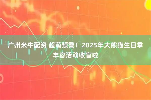 广州米牛配资 超萌预警！2025年大熊猫生日季丰容活动收官啦